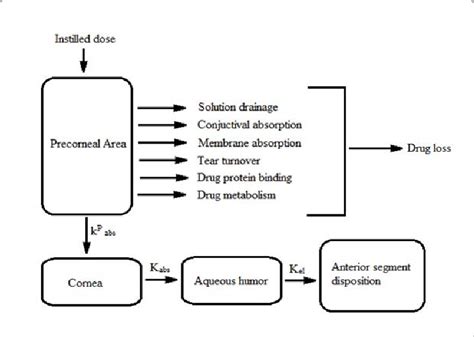 Mechanistic drug absorption. | Download Scientific Diagram