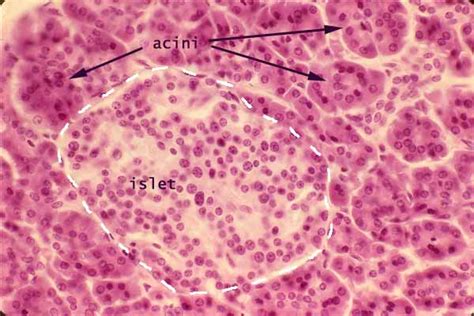 Histology at SIU