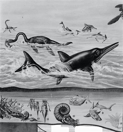 Prehistoric sea creatures illustration – Swanage.co.uk