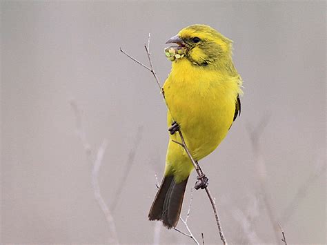 Yellow Canary - eBird