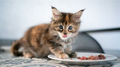 What are the benefits of raw cat food? A vet answers | PetsRadar