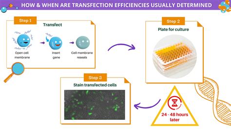 Predicting Transfection Efficiency – Why is it So Important?