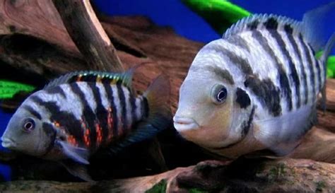 The Basics Of Convict Cichlid: Size, Care And Lifespan, 50% OFF