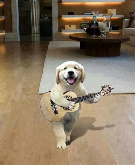 Playing guitar | Cute dogs, Dog cat, Cool pets