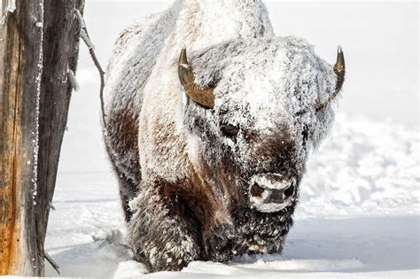 Winter Wildlife wandeltocht Banff - WintersportCanadaAmerika