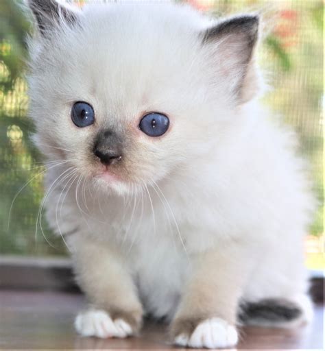 Ragdoll Cats For Sale | Orlando, FL #243600 | Petzlover