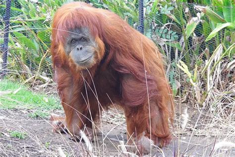 Sumatran Orangutan | The Animal Facts | Appearance, Diet, Behavior