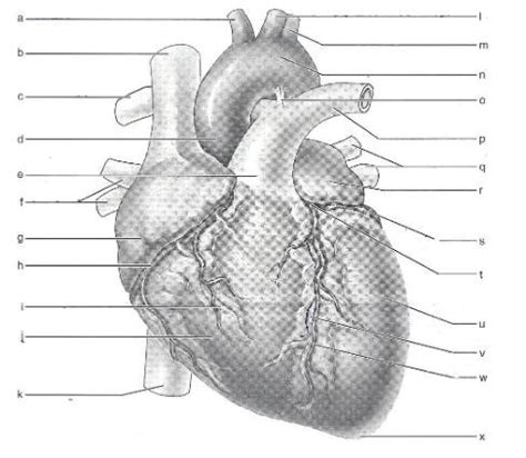 Anatomy of the Heart Flashcards | Quizlet