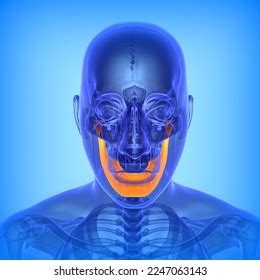 Human Mandible Bone Anatomy Medical Illustration3d Stock Illustration ...