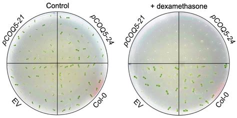 Quinone Biosynthesis in Plastids and Cyanobacteria | Plantae