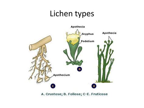 PPT - Ferns, fern allies, and fungi PowerPoint Presentation, free download - ID:2130432