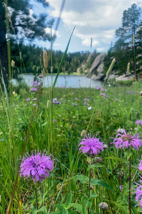 Things to do in Custer South Dakota with Kids - Explorer Momma