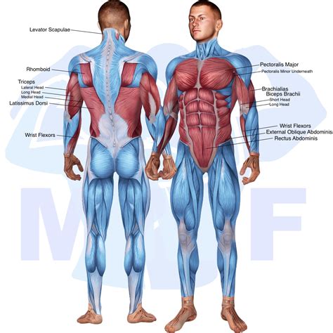 Decline Dumbbell Fly: A Great Exercise For Building A Wide Chest