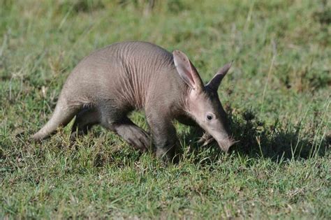 Aardvark (Orycteropus Afer) - Lifestyle, Diet, and More - Wildlife ...