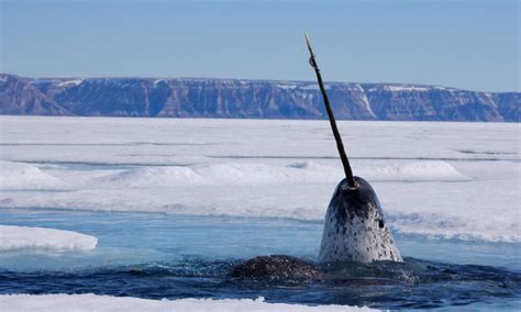 Unicorn of the Sea: Narwhal Facts | Stories | WWF