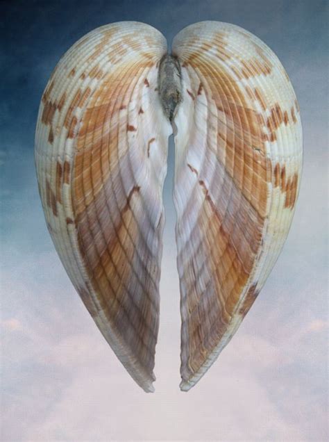 ღღ angel wings shell ~~ Simply gorgeous! ~ Kat | Sea shells, Shells, Ocean treasures