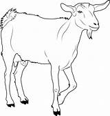 Goat Walking Coloring Page  Free Printable Pages For Kids sketch template