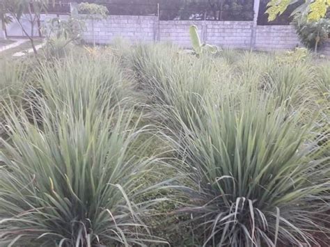 organic lemongrass tanglad plant, Furniture & Home Living, Gardening, Plants & Seeds on Carousell