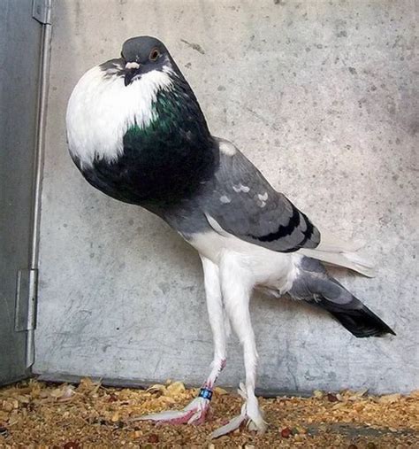 Blursed pigeon : blursedimages | Funny relatable memes, Funny, Funny ...