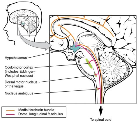 Central Control | Anatomy and Physiology I