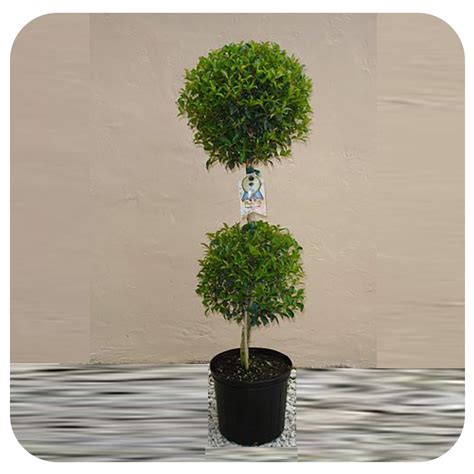 Eugenia Topiary - Davenport Garden Centre