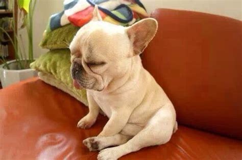 The 14 Most Awkward French Bulldog Sleeping Positions