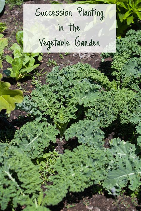 Succession Planting Vegetables - The Garden Corner