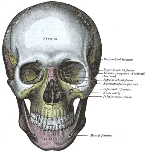 Fractured Eye Socket X Ray