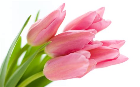 Pink Tulips wallpaper | 2560x1600 | #42530