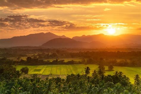 Premium Photo | Ceylon tea fields sri lanka