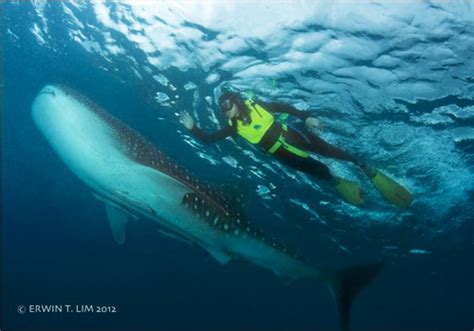 Watch and/or Swim with the Whale Sharks in Sorsogon | Philippine Evolution