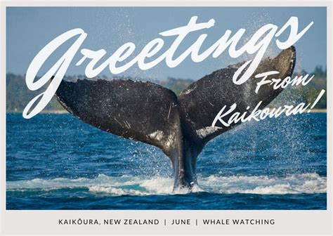 Whale Watching Kaikoura | Ethical Whale Tours in New Zealand