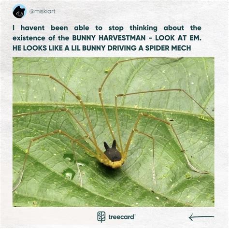 The Bunny Harvestman looks like a bunny driving a spider mech : r/interestingasfuck