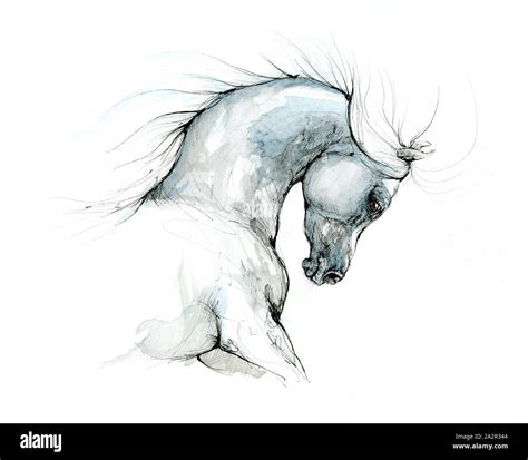 arabian horse ink drawing Stock Photo - Alamy