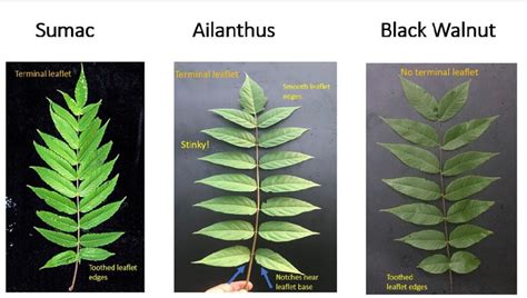 tree of heaven - Google Search | Tree leaf identification, Leaf ...