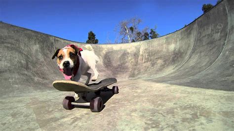 Extreme skateboarding dog - YouTube