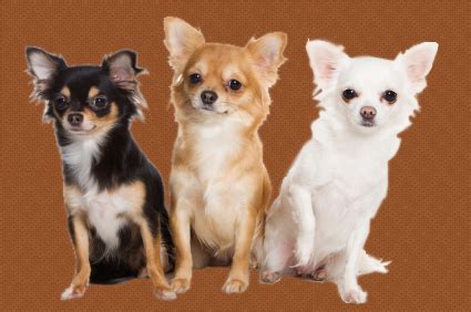 Training Tips For A Chihuahua Puppy