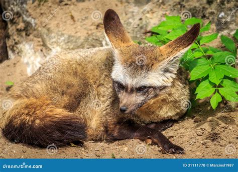 Bat-eared fox stock photo. Image of desert, pets, wild - 31111770