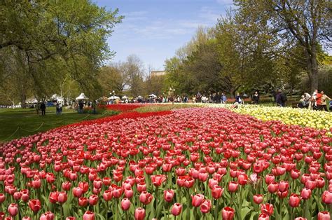 Ottawa's Canadian Tulip Festival, One of the Most Beloved Festivals in Canada — travelingmitch