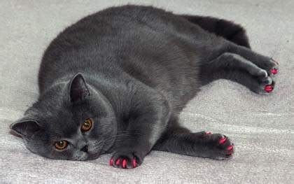 Declawing A Cat (Onychectomy) | Cat-World