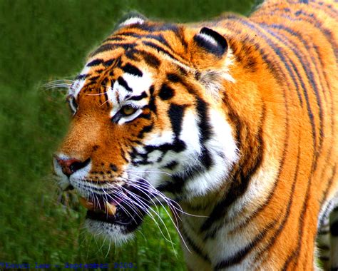 File:Flickr - law keven - Tiger, Tiger, Burning bright.....jpg - Wikimedia Commons