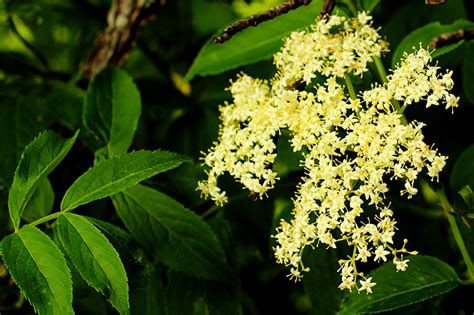 Elderflower and Elderberries: How to find and use