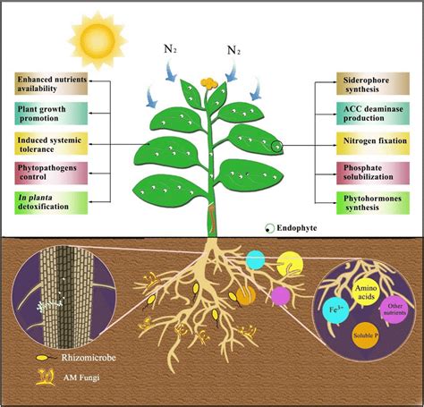 ¿Qué son las bacterias PGPR? - Innoplant