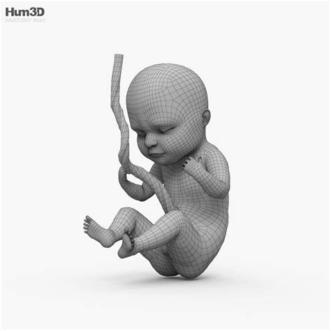 Human Fetus 3D model - Download Anatomy on 3DModels.org