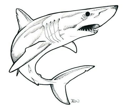 Shark Drawing Easy, Great White Shark Drawing, Animal Sketches, Animal ...