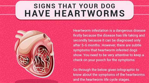 5 Signs That Indicate Your Dog Has Heartworms - Infographic