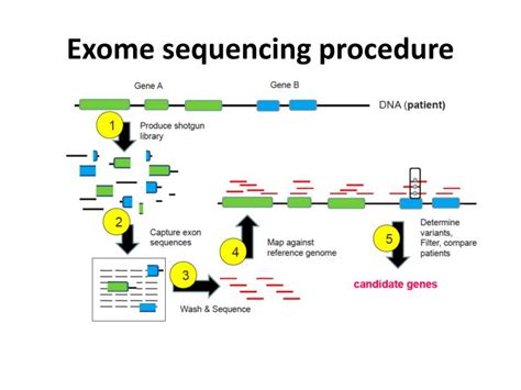 PPT - Whole Exome Sequencing for Variant Discovery and Prioritisation PowerPoint Presentation ...