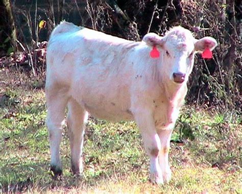 Free picture: charolais, calf, cow