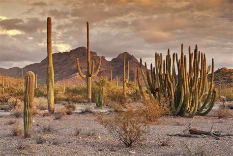 Wüste von Mexiko- Wüste von Mexiko - https://a48.makeeasythings.com/wuste-von-mexiko/- | Desert ...