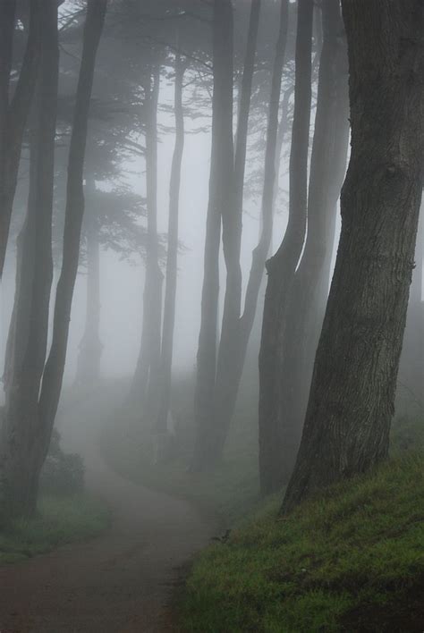 san fran fog Paradis Sombre, Foggy Forest, Dark Paradise, Mabon, Forest Fairy, Forest House ...